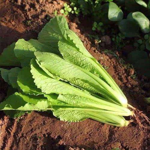 【现摘现发】新鲜绿色蔬菜大棚小白菜春菜农家自种小菜烧菜 普通3斤