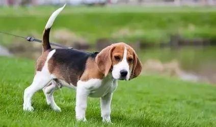 beagle ["biɡl] 比格猎犬