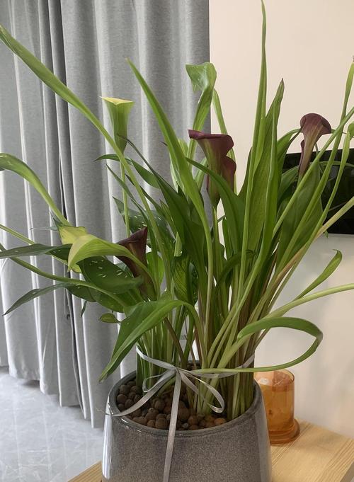 马蹄莲长成这样正常吗?咋感觉新叶子这么细?