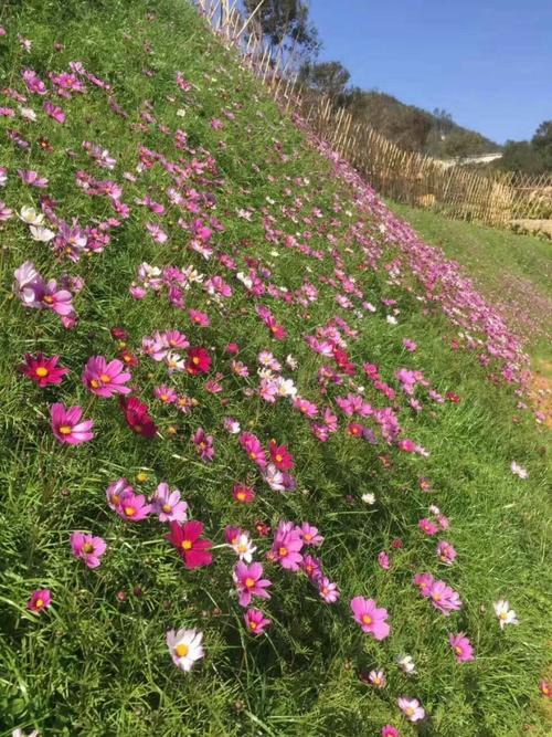 三水园林绿化工程有限公司销售边坡绿化草花混播的草种草籽花籽花种