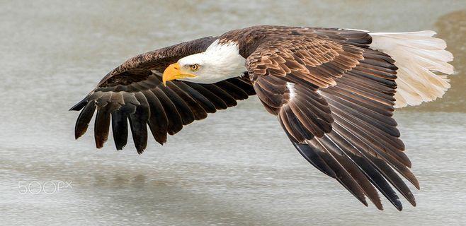 bald eagle on ice by peter k burian on 500px