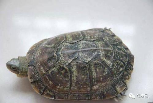 正常换甲,真菌水碱也能让龟死?这些乌龟疾病你都知道怎么治疗?