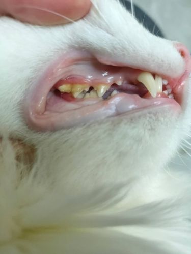 猫咪口炎治疗交流