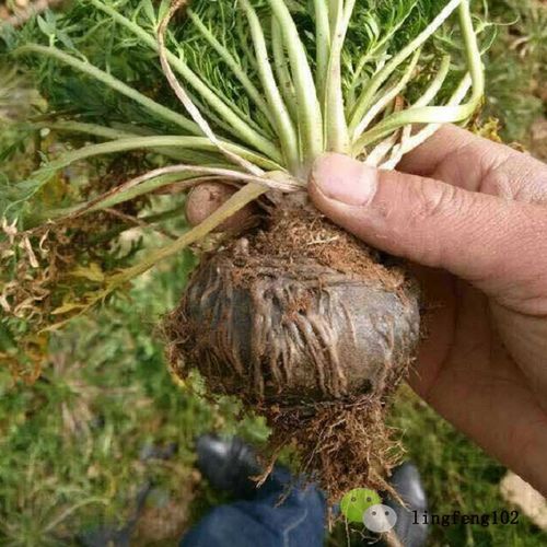 玛咖长什么样子图片