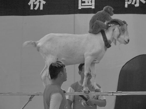 标题:猴骑羊2