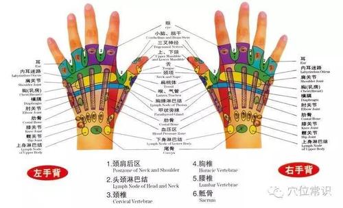 人体各个部位穴位