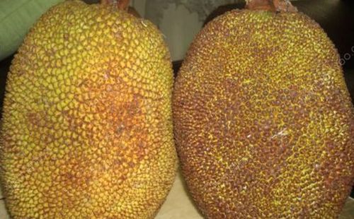 菠萝蜜怎么判断生熟 菠萝蜜怎么判断熟了没有