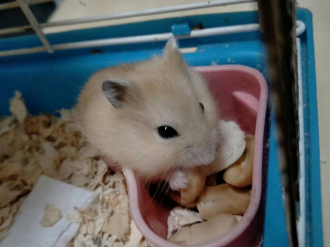 我昨天买了一只布丁仓鼠,之前就起好名字了,叫馒头,从