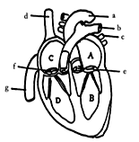 图中关于心脏结构说法错误的是
