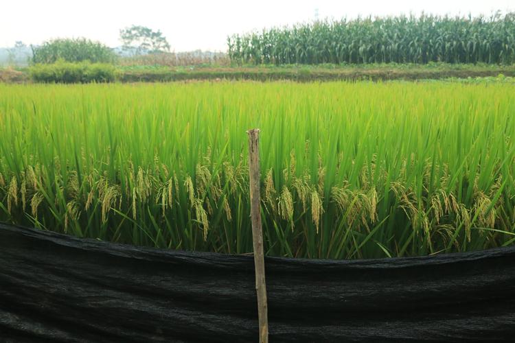 写美篇果两优油晶在贺州市铺门镇种植成熟表现 拍于10月30日 果两优油