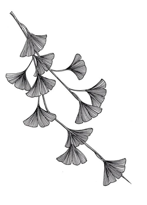 线描打卡教程第三期第2次银杏叶