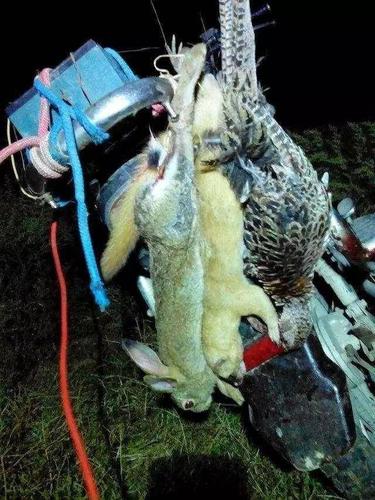 每天都能抓到很多野兔,有时候还能额外收获一两只野鸡.