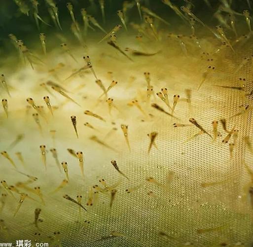 锦鲤--从孵化到成长全过程【知识】