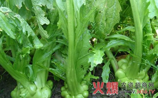 榨菜高产栽培技术