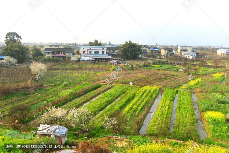 乡村开满油菜花的春天,田园田野,自然风景,摄影,汇图网www.huitu.com