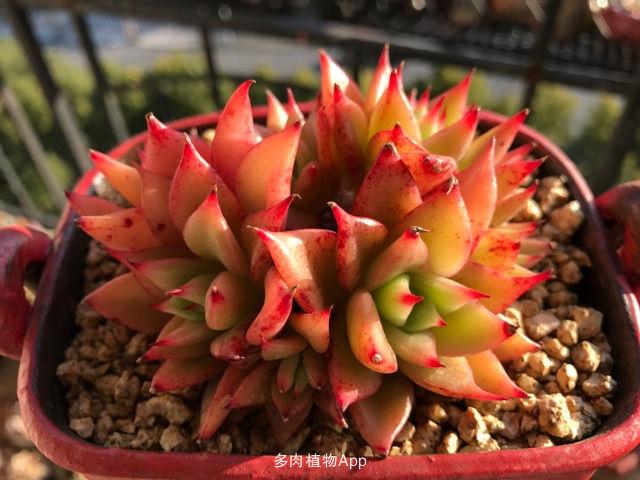 短叶赤星-品种控收集的另类肉肉