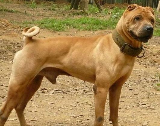 中国本土凶猛善斗的攻击犬——骨嘴沙皮犬