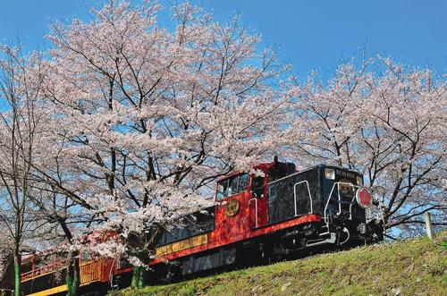 (daytour)s/sh 京都当地游 岚山深度1日游【嵯峨野观光小火车 保津川