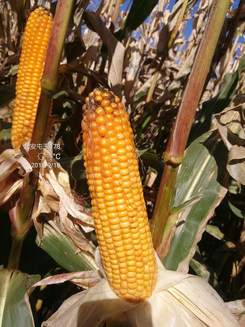 黑龙江屯玉178品种表现