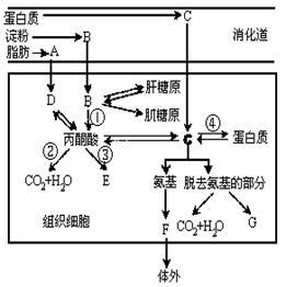 (1)图中淀粉转变为b需要的酶有                ,消化道上皮细胞吸收