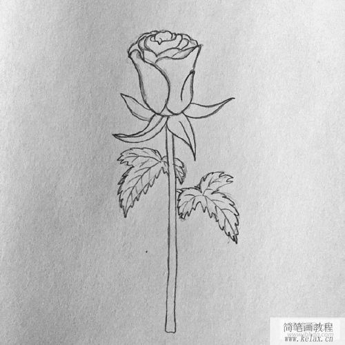 玫瑰花少女简笔画步骤图