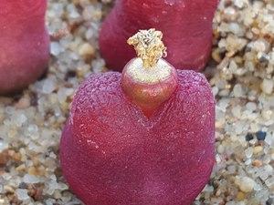 多肉植物番杏科肉锥属红色毛汉尼种子每份10粒(每个花友限购2份)