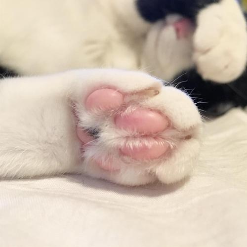 一起狂吸猫爪爪吧!萌爆你的小心心哟