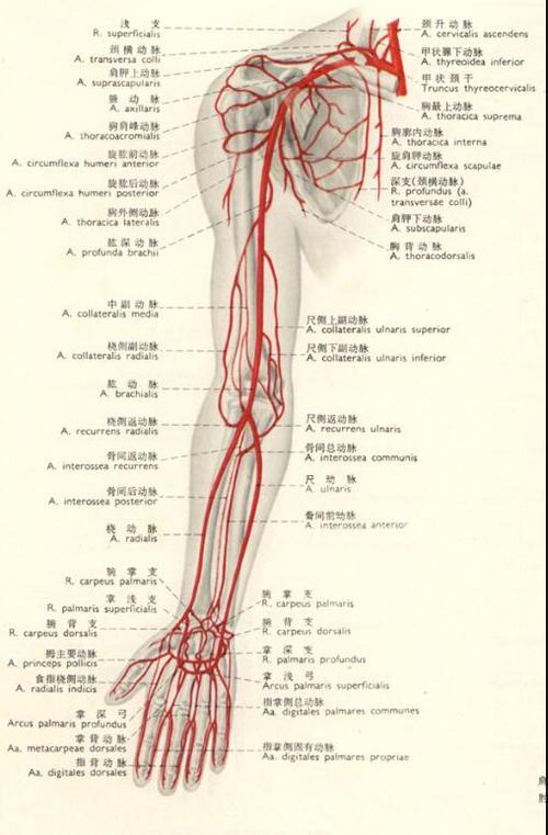 上肢内侧动脉血管图