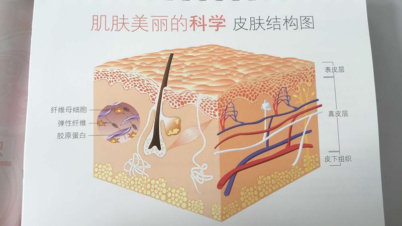 【角质层】