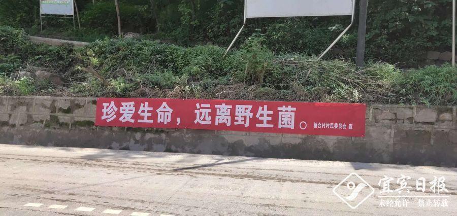 九丝城镇:开展禁食野生菌宣传活动