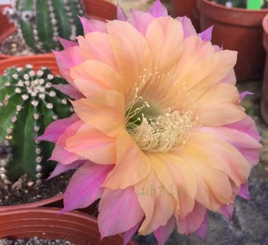 3厘米无根侧芽 江南百草园 105号 席克氏彩草 - 爱购网