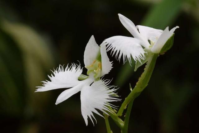好漂亮的鹭鸶草,有如白鹭鸶.
