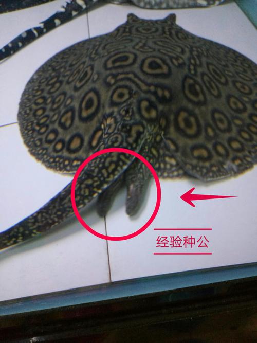虹鱼分公母看生殖器,有就是公,没就是母. - 魟鱼 - 龙