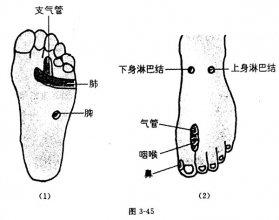 [按摩手法]肺,支气管,脾,鼻,气管,咽喉,上身淋巴结,下身淋巴结反射区