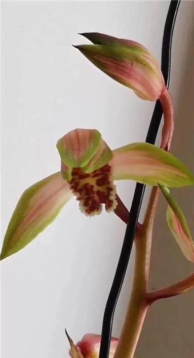 随州早年下山的蕙兰多艺缟花曾万金难买一苗