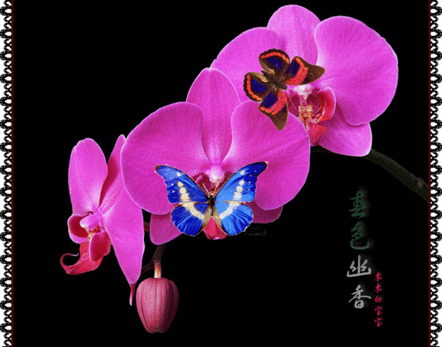 俩只会飞的蝴蝶