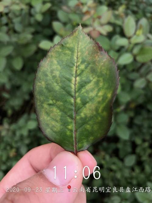 玫瑰上的灰霉病.