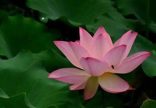 耀州山水多锦绣明月心沮水杯文艺作品选登之四十八