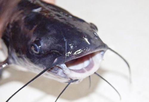 胡子鱼在广东已泛滥成灾卖价不如白菜白给都没人要