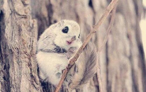 寒号鸟的图片 真实照片(大名鼎鼎的寒号鸟)