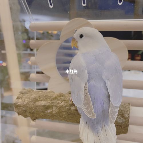 牡丹鹦鹉紫薰衣草_牡丹_种草_牡丹鹦鹉_宠物_宠物其他