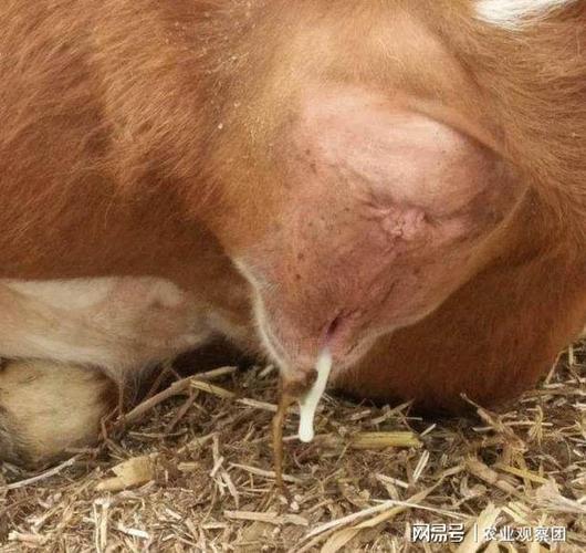 母牛人工授精不孕是为什么?