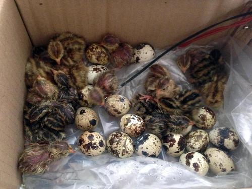 孵了一窝鹌鹑做宠物,养了50天后下蛋了!