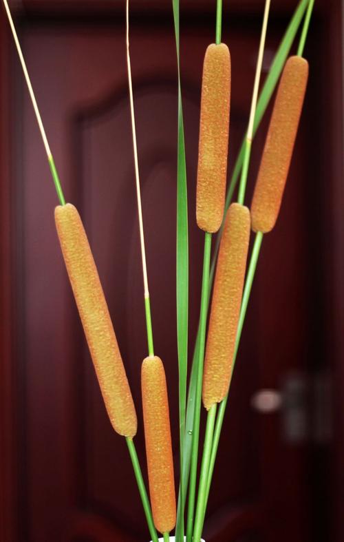 蒲子草与蒲棒锤儿
