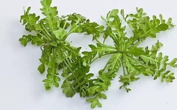 预防"月子病",得喝次"荠菜水"_手机搜狐网