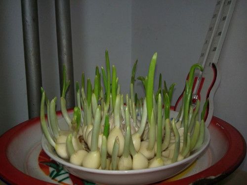 蒜苗图片生长过程