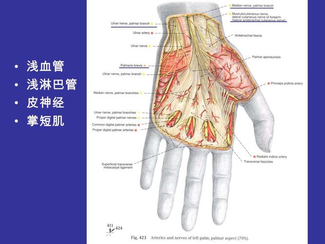10         二,手 掌 浅层结构 superficial structures – 皮肤