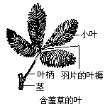 含羞草的感震运动及叶褥的观察
