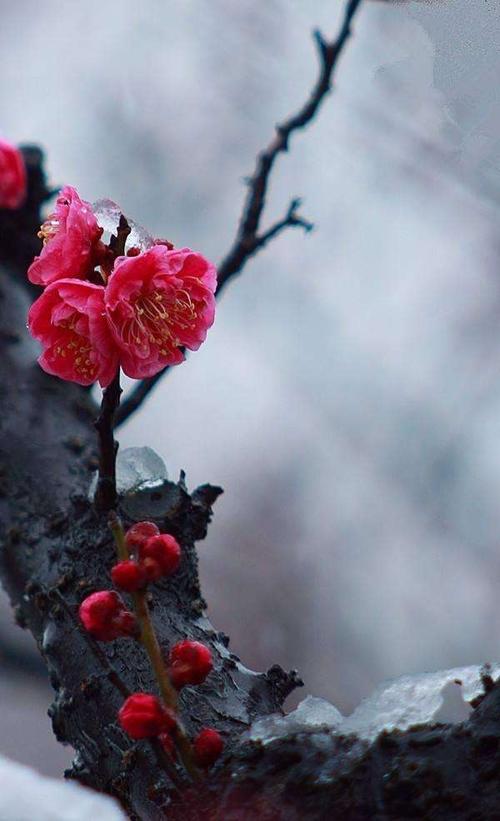 诗二首 写美篇   《傲梅颂》原创文/妙_ 昨夜梅花沁寒霜 傲雪凌风孤