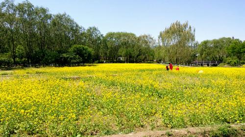 处赏花地,其中位于北京市海淀区玉泉山以东,颐和园以西的玉东郊野公园